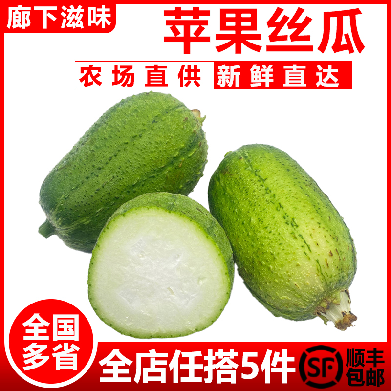 苹果丝瓜1只新鲜采摘