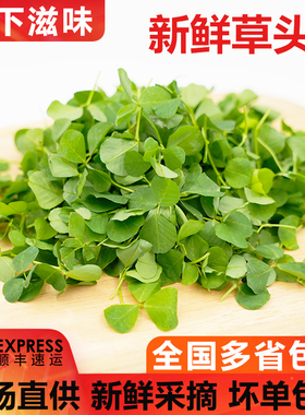 【廊下滋味】新鲜草头500g上海本地农家三叶菜金花菜野菜新鲜蔬菜