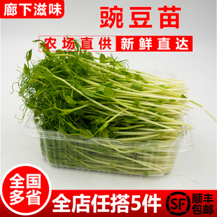 包邮 豌豆苗芽菜500g 5件顺丰 水培璇蔓豆苗 新鲜蔬菜碗豆尖芽苗菜