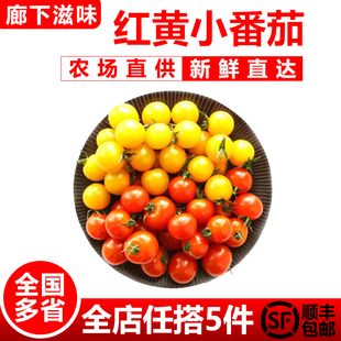 包邮 廊下滋味 5件 红黄圣女果新鲜蔬菜水果西红柿 樱桃小番茄400g