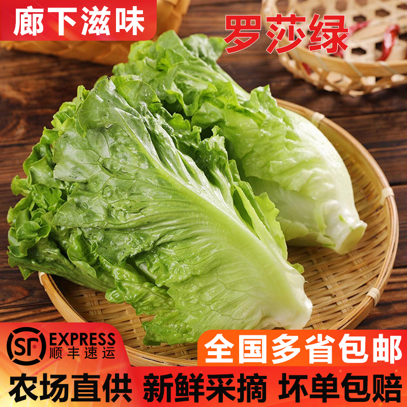 罗莎绿生菜5斤10斤顺丰包邮