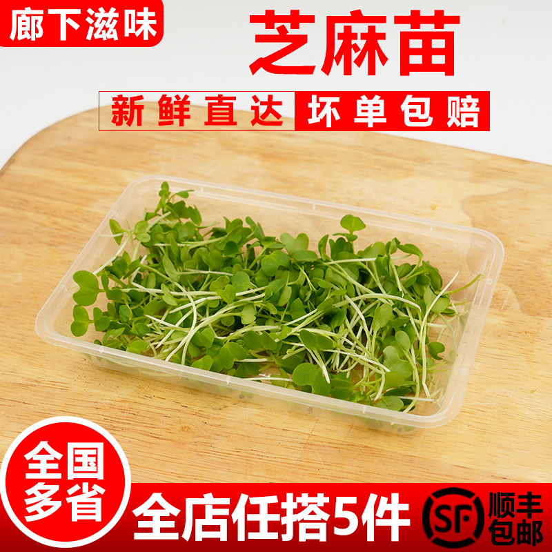 芝麻苗1盒可食用芽苗菜千宝苗新鲜蔬菜冷盘西餐摆盘装饰点缀
