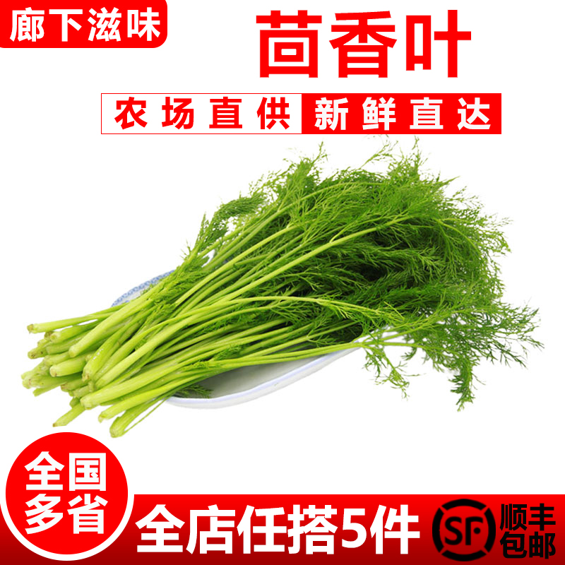 小茴香叶饺子馅料新鲜欧阳根