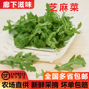 5斤 芝麻菜1 新鲜蔬菜沙拉食材生菜 西餐 包邮 火箭菜 廊下滋味