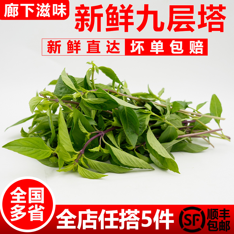 廊下滋味新鲜九层塔新鲜金不换