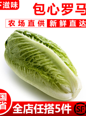 【廊下滋味】包心罗马生菜500g 罗纹凯撒生菜 黄心罗马嫩罗马生菜