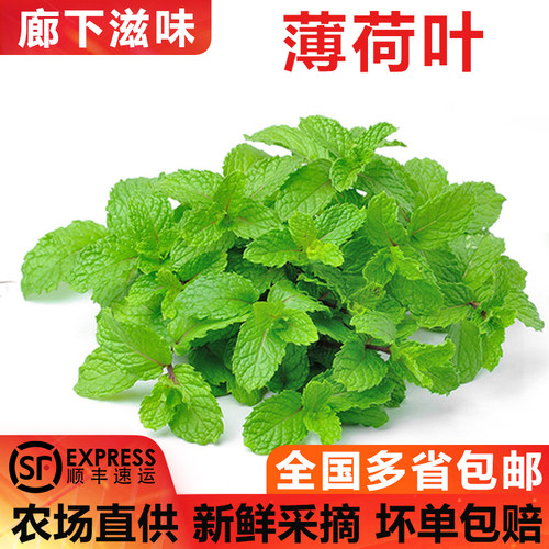 新鲜薄荷叶当天采摘顺丰包邮