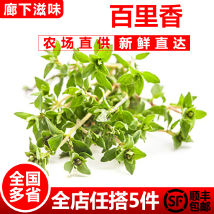 西餐用煎牛排香料蛋糕鸡尾酒装 非迷迭香 饰 香草 新鲜百里香250g