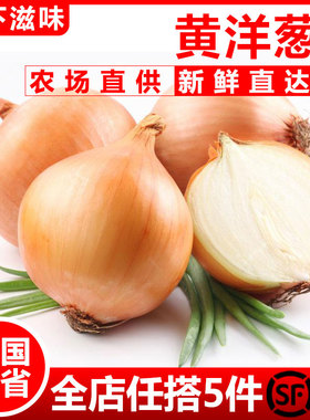 【廊下滋味】黄洋葱500g 白洋葱圆葱头蔬菜新鲜农家自种包邮