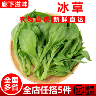 冰菜非洲冰叶野菜沙拉蔬菜 新鲜冰草300g 凉拌冰草 廊下滋味