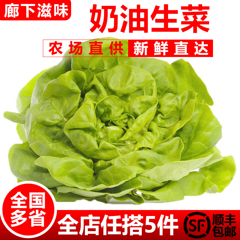 奶油生菜500g波士顿生菜