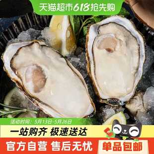 灯塔水母贝司令鲜活乳山生蚝大蚝净重新鲜牡蛎海蛎子海鲜水产