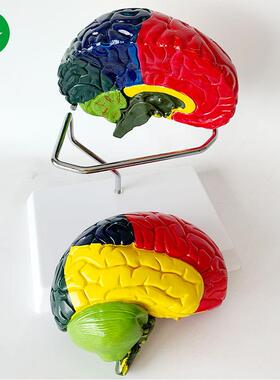 人体脑模型 脑色分功能区分模型 脑解剖 脑构造 脑血管脑教具