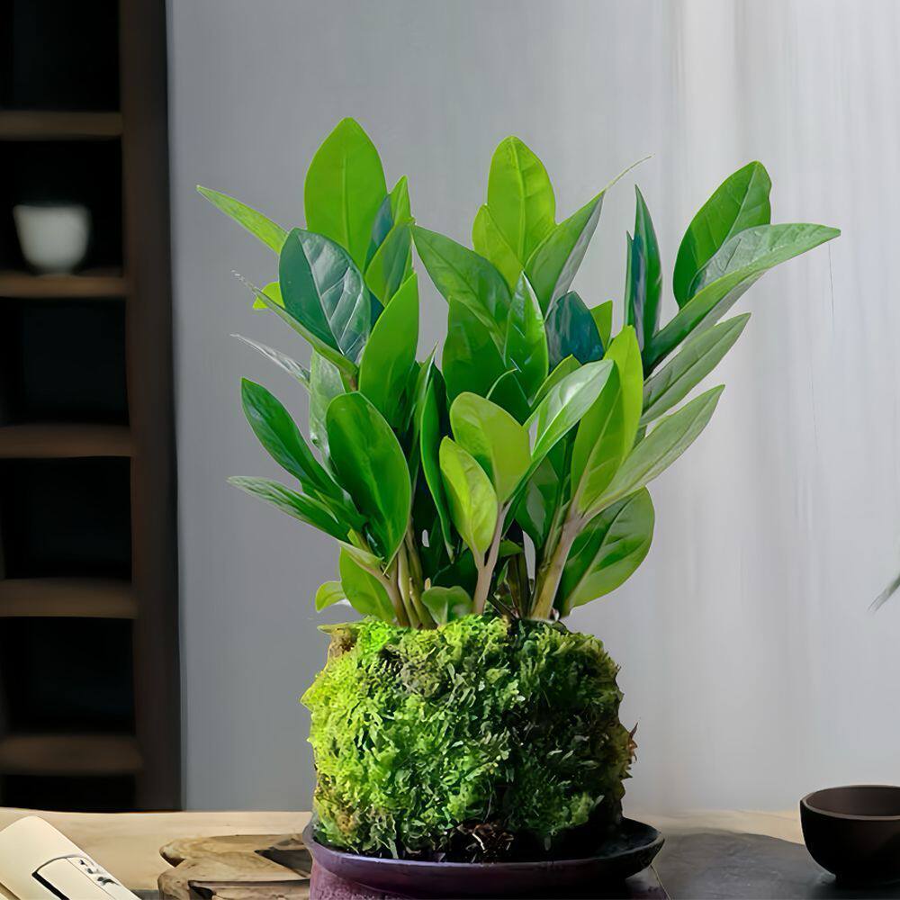 招财金钱树苔藓球好养桌面盆栽