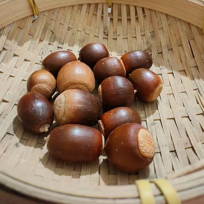 橡子果又称栎树种橡树种子粗皮浆
