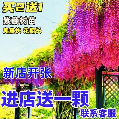 紫藤花树苗爬藤植物多花耐寒