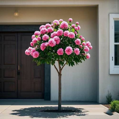 黄花风铃木树苗紫花风铃大花绣球