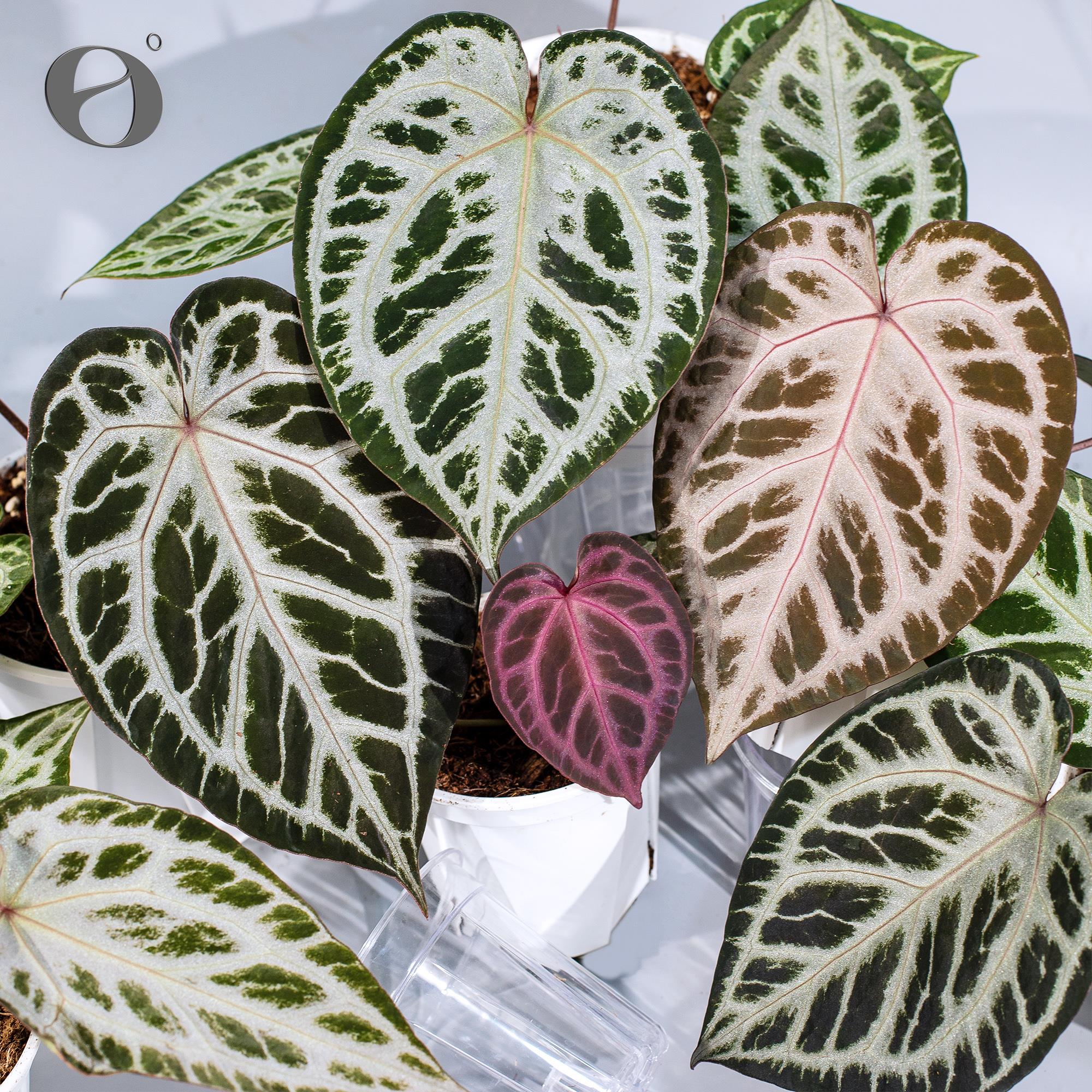 活性植物/ 红伊芙花烛#1#2#3#4红钻石杂红水晶天南星科绿植盆栽