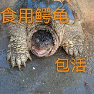 北美鳄龟大鳄龟食用鳄龟活物食用龟大龟佛罗里达鳄龟肉龟食用霸气