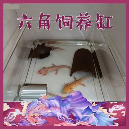 六角恐龙鱼的鱼缸蝾螈宠物鱼缸蝾螈饲养缸六角龙专用鱼缸水陆两用