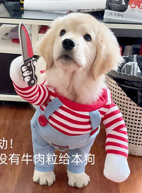 金毛狗狗搞怪打劫装可爱出片