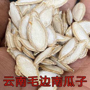 云南24年新货毛边南瓜子农家自产老品种毛边手工挑选颗粒饱满 包邮