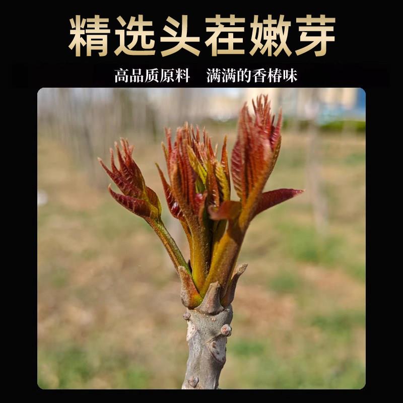香椿酱山东泰山特产新鲜嫩芽香春芽素食拌面拌饭下饭菜官方旗舰店