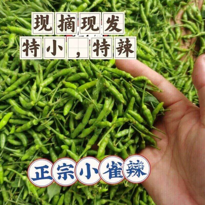 云南金平特产青小米辣小绿小雀辣魔鬼辣香辣泡辣椒专用新鲜现摘