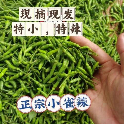 云南金平特产青小米辣小绿小雀辣魔鬼辣香辣泡辣椒专用新鲜现摘