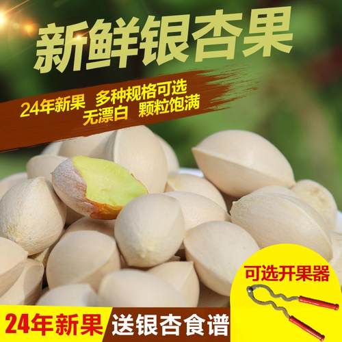 2024年新鲜银杏果白果优质大佛指带壳邳州特产送食谱银杏仁开果器