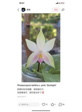 蝴蝶兰s154粉贝2.8寸杯开花株(由于天热有可能消包不无售后）