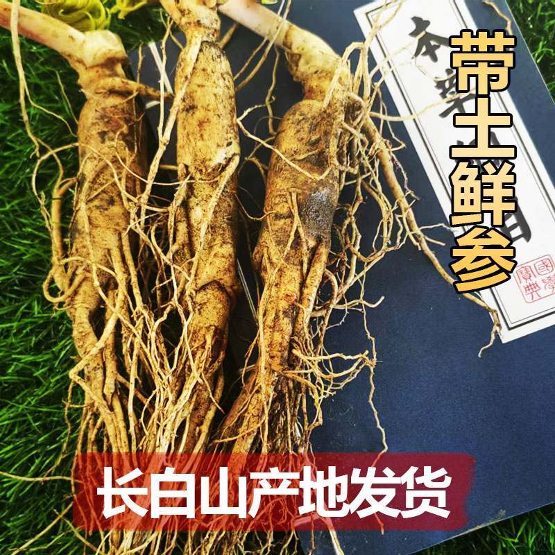 長白山正宗帶土鮮人參500g新鮮參
