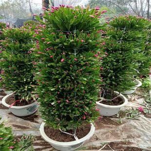 多年生长龙骨嫁接锦上添花仙人柱嫁接蟹爪兰盆栽 1-9层正季花期批