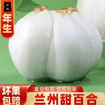新鲜非干货兰州百合甘鹏成