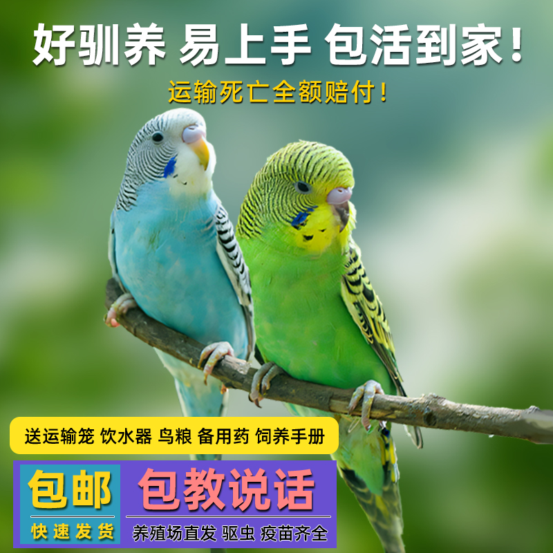 鹦鹉活鸟活物虎皮鹦鹉小鸟活鸟会学说话的鸟类活鸟手养宠物鹦鹉