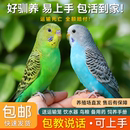 鹦鹉活鸟虎皮鹦鹉鸟类小鸟手养宠物小型鹦鹉一公一母