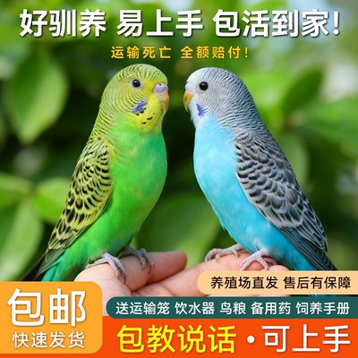 鹦鹉活鸟虎皮鹦鹉一公一母