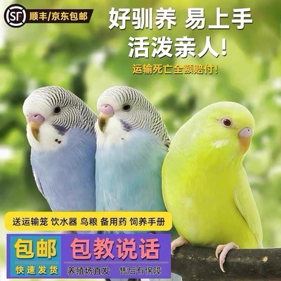 鹦鹉活鸟活物家养宠物小鸟云斑鹦鹉中小型会说话手养虎皮鹦鹉包活