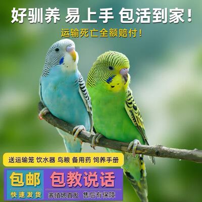 鹦鹉活鸟虎皮鹦鹉一公一母