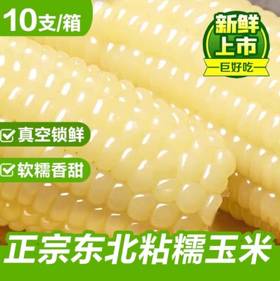 东北玉米糯玉米新鲜现摘真空包装