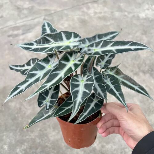 小仙女盆栽客厅水培竹p芋海芋黑叶观音室内绿植鲜活好养活桌面绿