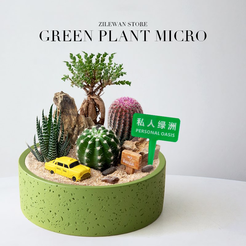仙人掌盆栽组合多肉植物仙人球办公D室桌面绿植好养活创意生日送