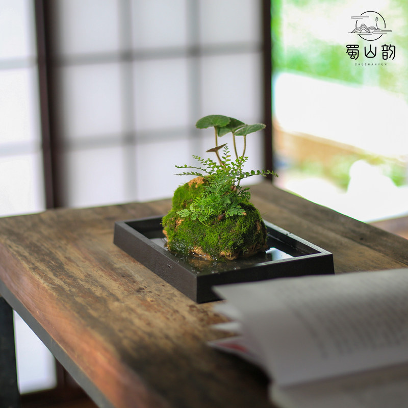 蕨类常青植物附石假山盆栽懒人水培好养绿植室内吸W水石盆景桌面