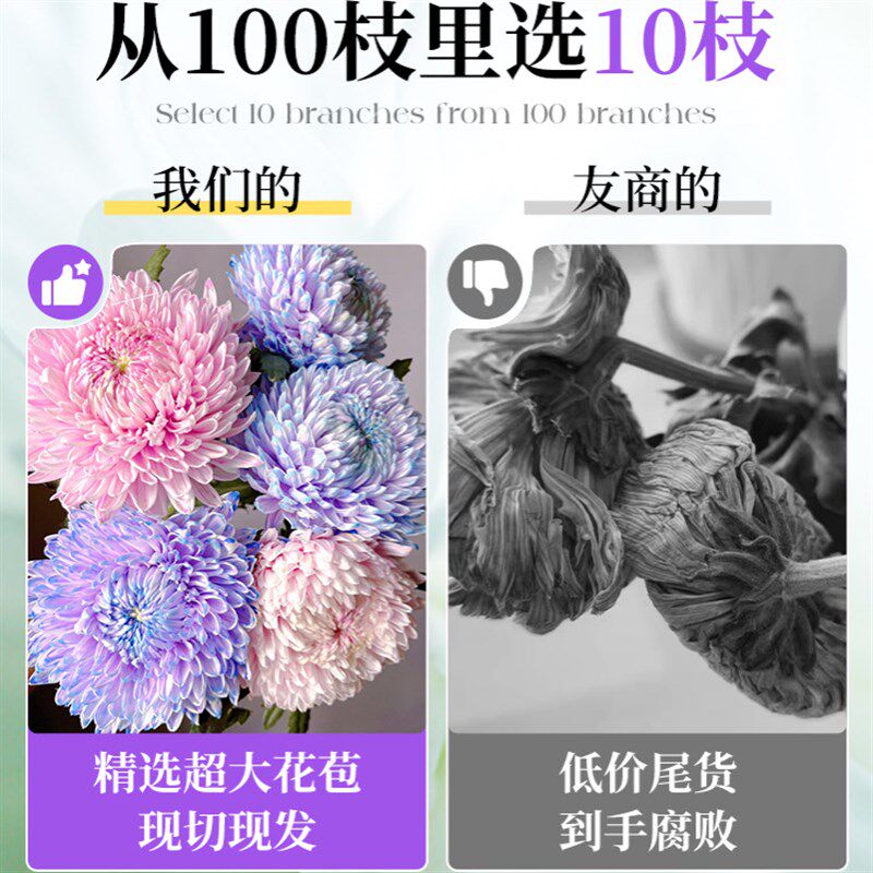 牡丹菊鲜b花云南直发家用插花水养花束花期超长真花鲜切花好养花
