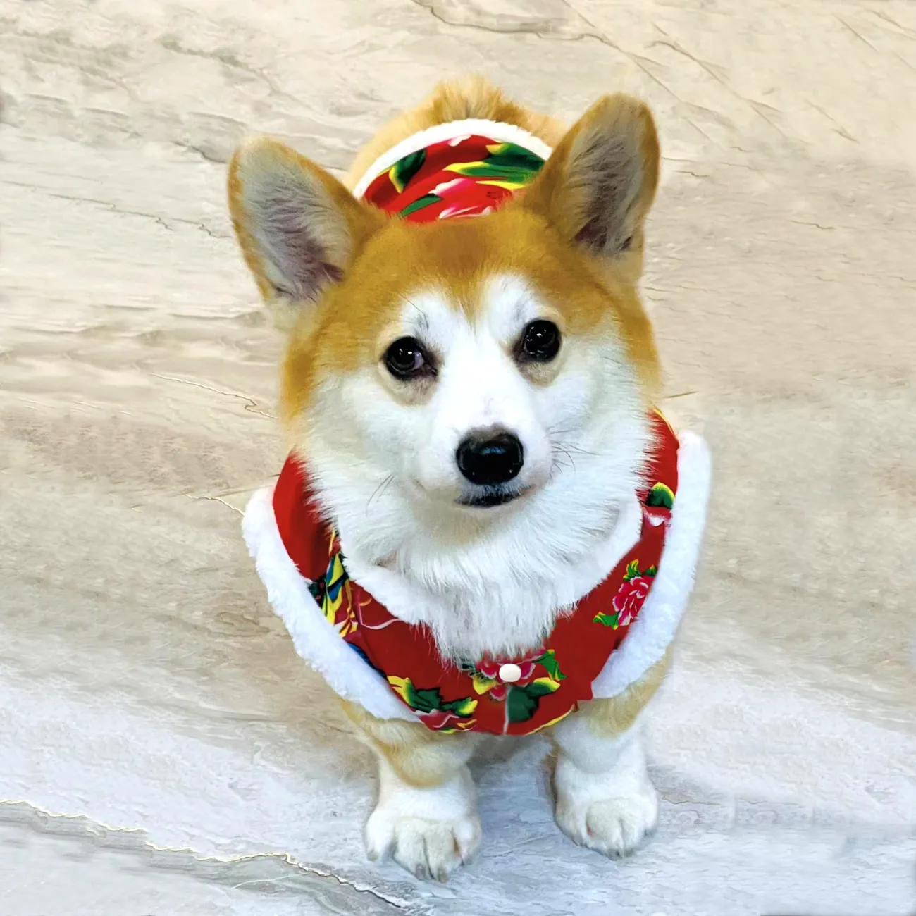 狗狗衣服秋冬季加绒外出宠物猫咪泰迪田园犬喜庆东北大花中小型犬