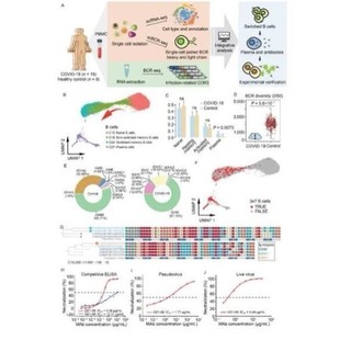 科研思路实验设计火山图绘制医学实验病理检测生信分析