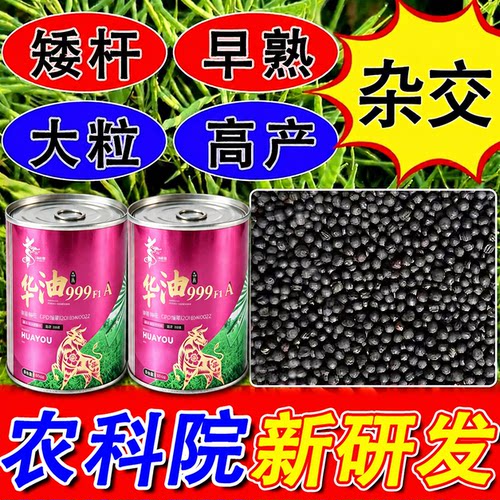 正品农科院高产油菜种子华油999杂交大粒油菜籽榨油矮杆抗倒抗冻