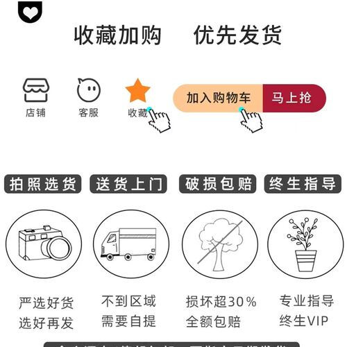 龟背竹大盆栽室内外开背大型老桩植物吸甲醛O净化空气好养客厅植