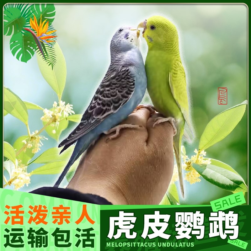 鹦鹉活鸟虎皮鹦鹉鸟类小鸟会学说话的鸟手养宠物R小型鹦鹉一公一