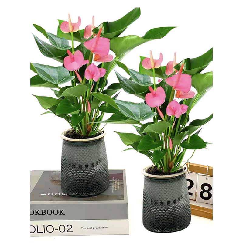 粉掌盆栽火鹤花烛四季开花不断室内客厅鸿运当头一帆风顺花卉绿植